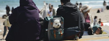 A dog enjoying his treat