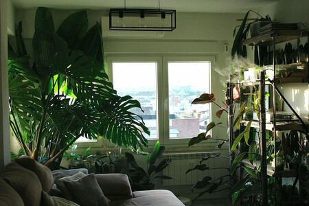 Rare Plants
