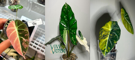 Rare Plants 04