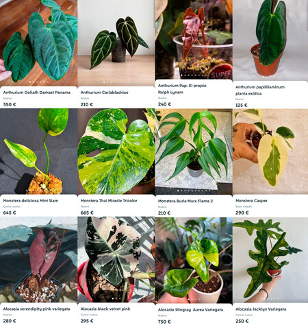 Rare Plants