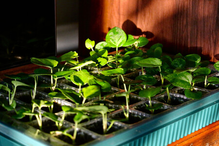 Anthurium Breeding