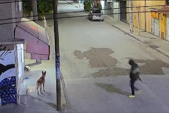 Foto: Captura de pantalla /