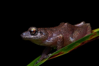 Pristimantis Yonke Sp Nov. -
