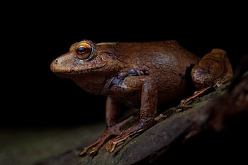 Pristimantis Nunezcortezi Sp Nov. -