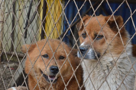 A cute dog behind a fence.