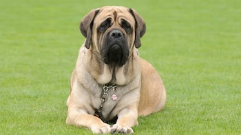 A Mastiff.
