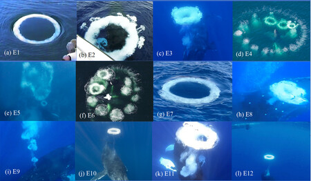 Bubble net feeding technique of humpback whales