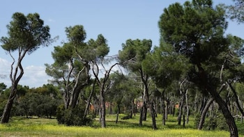 Zonas verdes de Somosaguas. (Google