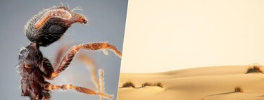 Ant Species Discovery