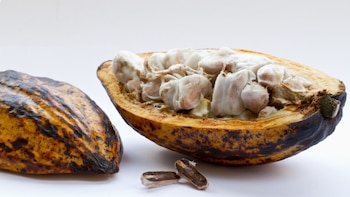 Cocoa's Historical Roots