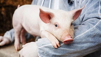 The genetic edition in pigs