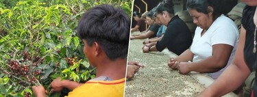 During millennia, coffee has only been cultivated in the tropics and altitude. Climate change is changing it