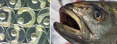 Innovative approaches in fish farming