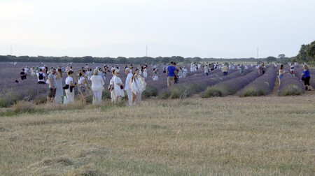 Lavender Festival
