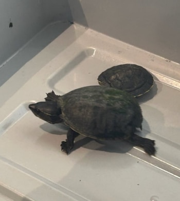 One of the intercepted turtles