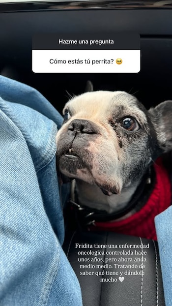 Your dog's health