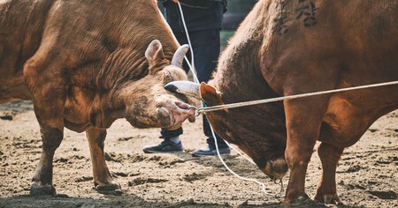 Bulls Fighting