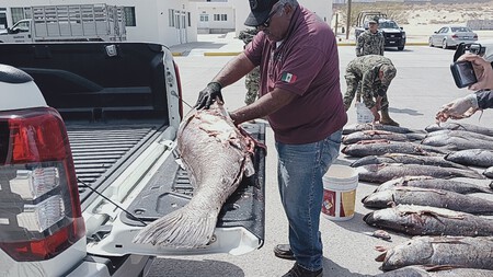 Totoaba 3