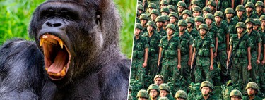 If you have always wondered who would win between a gorilla and 100 men, you are not alone: a crowd accompanies you in silence