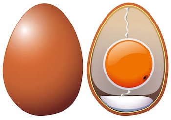 A vital biological barrier protects