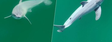 Images of newborn white shark. Solving mystery about species.