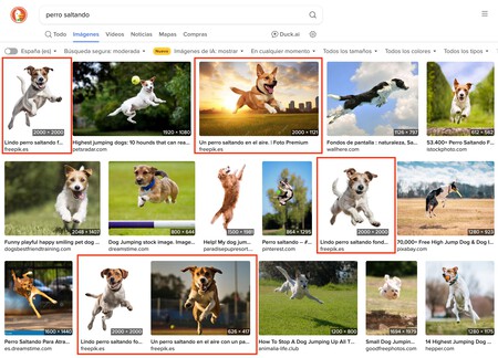 Dogs