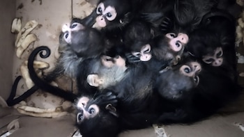 Thousands of primates like Mikah