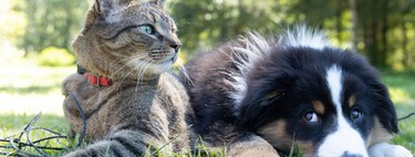 There is a clinic in Marbella specialized in something unusual: clone your dog or cat for 50,000 euros