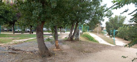 Healthy Trees around the River