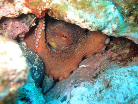 Octopus in its habitat