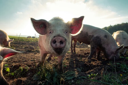 Pork Products