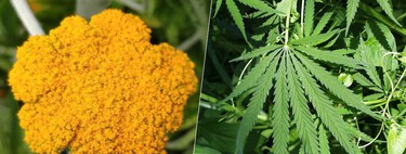 A promising new cannabis-derived medication