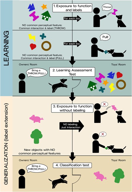 Phases of the Experiment