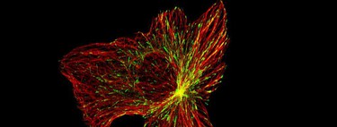 We had always 'killed' cancer cells to cure cancer. Now we have another idea: cure them