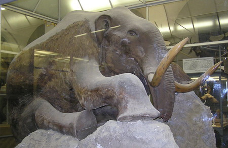 Reconstruction of the Mammoth