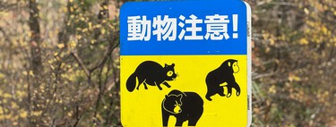 Wild Boar Population Control