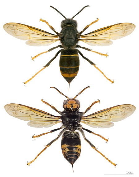 Vespa Velutina