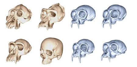 Skull Diversity Across Great Apes