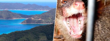 Japan sent the wrong creature to eradicate snakes from an island. The disaster was so big that it took half a century to solve it