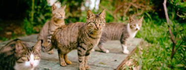 Poland is tired of its cats annihilating its fauna. So he has declared them "invasive species"