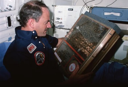 Bee Experiment in Space