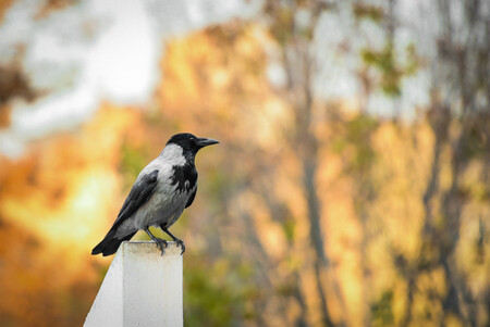 crow