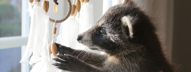 For the first time in thousands of years, we are seeing the domestication process of a species live and direct: that of raccoons.