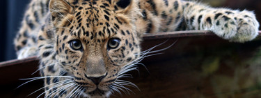 In favor of the zoo: for many species, captivity is the only way to avoid extinction