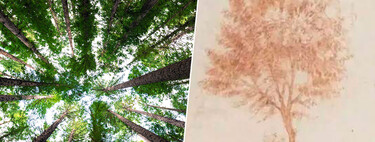 Leonardo da Vinci established "the rule of the trees" 500 years ago.