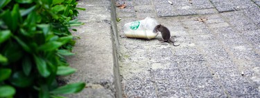 Rats are growing by 300% in some cities around the world. And the problem is that we have no idea how to avoid it.