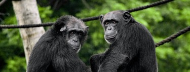 We believed that war was a unique and exclusively human invention. Until we look at chimpanzees