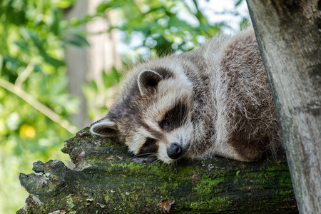 sleeping raccoon