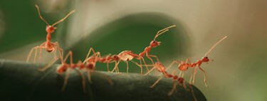 Ants have complex social structures