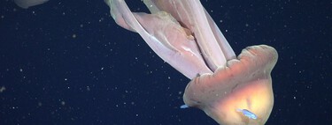 The sea of Argentina hid one of the most disturbing animals in the world: a "ghost jellyfish" 11 meters long